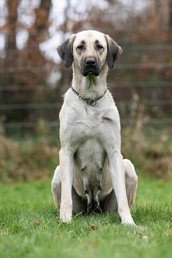 Kangal-Hündin, hellbraun, sitzend © Landkreis Oldenburg