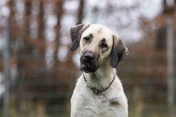 Kangal-Hündin, hellbraun-grau, Kopfportrait, schaut in Kamera © Landkreis Oldenburg