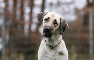 Kangal-Hündin, hellbraun-grau, Kopfportrait, schaut in Kamera