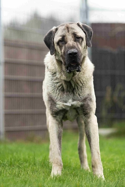 Kangal-Rüde, hellbraun-grau, frontal stehend © Landkreis Oldenburg