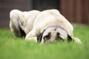 Kangal-Rüde, hellbraun-grau, liegend im Gras © Landkreis Oldenburg