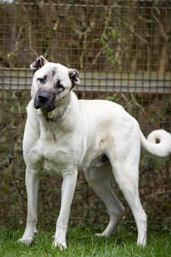 Kangal-Rüde, hellbraun-grau, stehend, mit kupierten Ohren © Landkreis Oldenburg