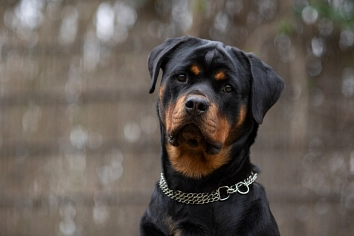 Rottweiler-Hündin, schwarz-braun, Kopfportrait, schaut in Kamera © Landkreis Oldenburg