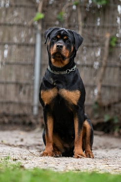 Rottweiler-Hündin, Fell schwarz-braun, sitzend © Landkreis Oldenburg