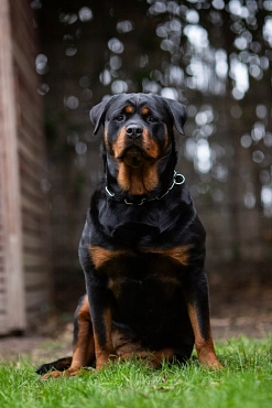 Rottweiler-Hündin, schwarz-braun, sitzend © Landkreis Oldenburg