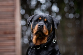 Rottweiler-Hündin, schwarz-braun, Kopfportrait © Landkreis Oldenburg