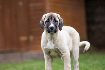 Kangal-Welpe, hellbraun-grau, Hündin, stehend © Landkreis Oldenburg