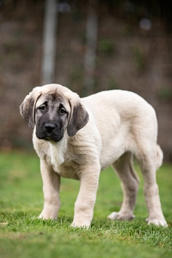 Kangal-Welpe, hellbraun-grau, Rüde, stehend © Landkreis Oldenburg