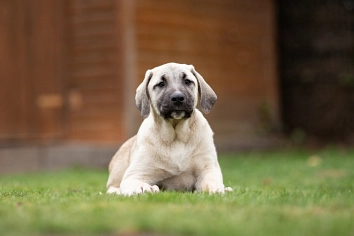 Kangal-Welpe, hellbraun-grau, Rüde, liegend © Landkreis Oldenburg