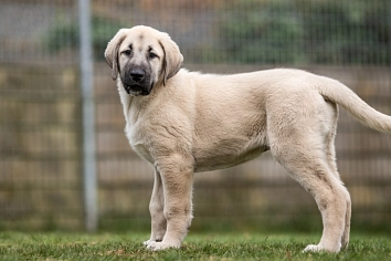 Kangal-Welpe, hellbraun-grau, Rüde, stehend © Landkreis Oldenburg